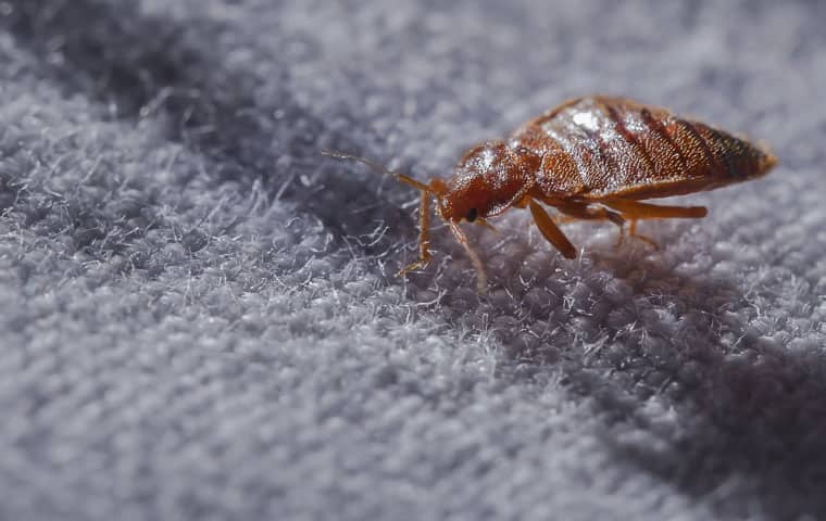 a bed bug on clothing in parachute colorado