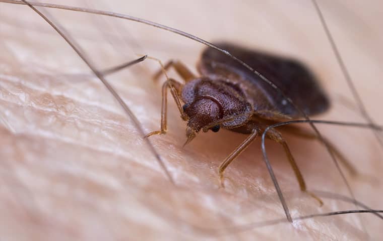 a bed bug on a persons arm in de beque colorado