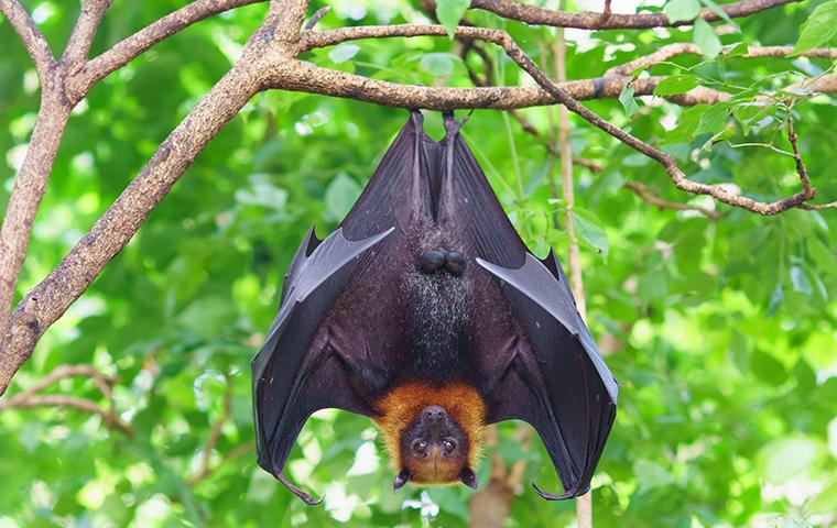 bat hanging in a tree