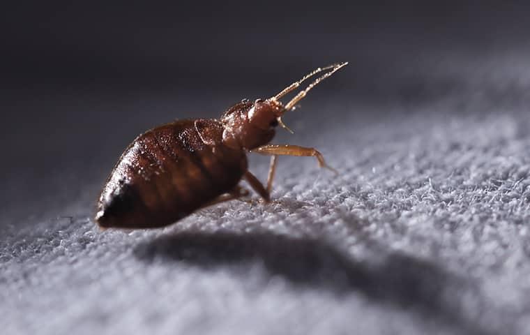 bed bug crawling on a sheet