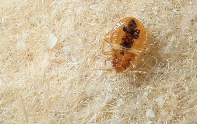 close up of bed bug on fibers