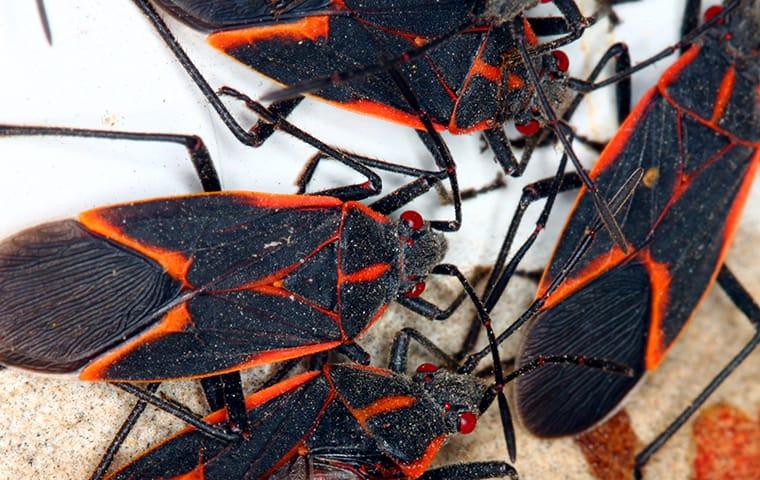 a cluster of box elder bugs crawling along a patio table on an aspen colorado property