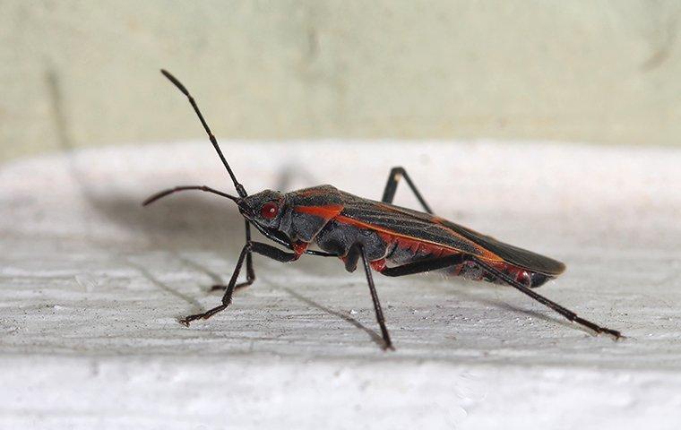 boxelder bug in home