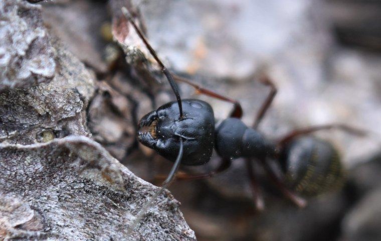 carpenter ant droppings