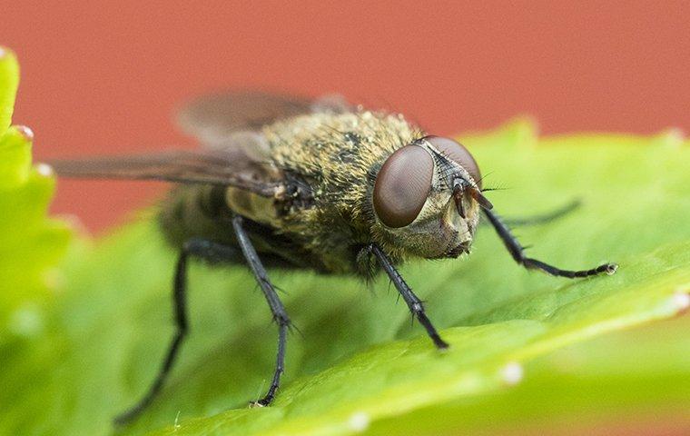 a cluster fly on a leaf