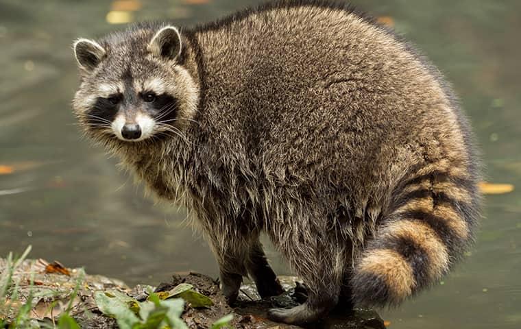 a dangerouse raccoon in an avon yard