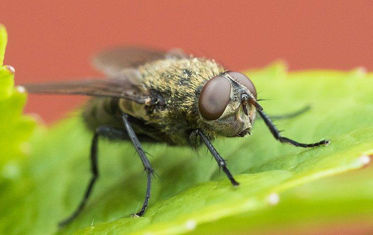 close up of fly on leaf