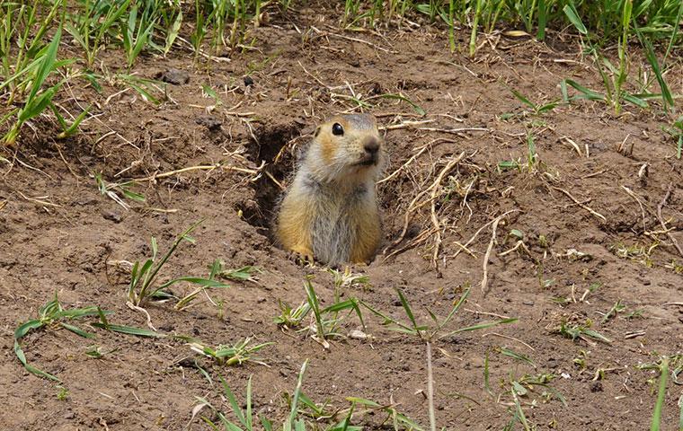 a gopher coming out of a hole