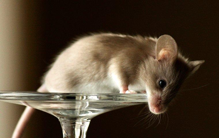a house mouse on top of plastic stemware