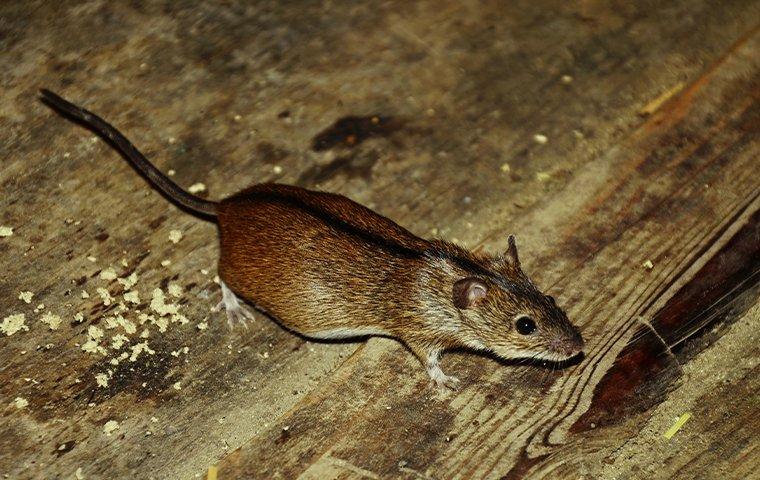 Mouse hiding in a home