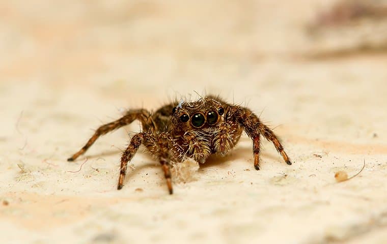 jumping spider on the ground