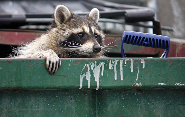 Raccoons In Aspen CO Are Common Carriers Of Rabies a raccoon inside of a trash dumpster in aspen colorado