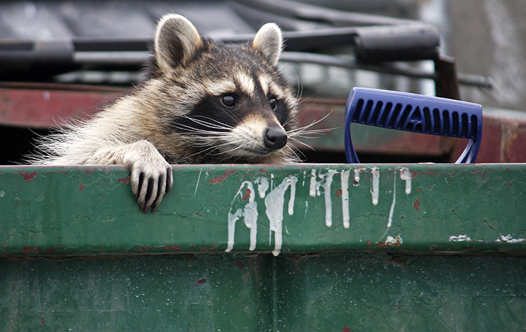 a raccoon inside of a trash dumpster in aspen colorado