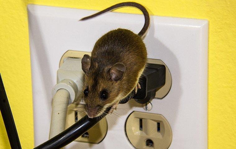 a  mouse on wires in a home