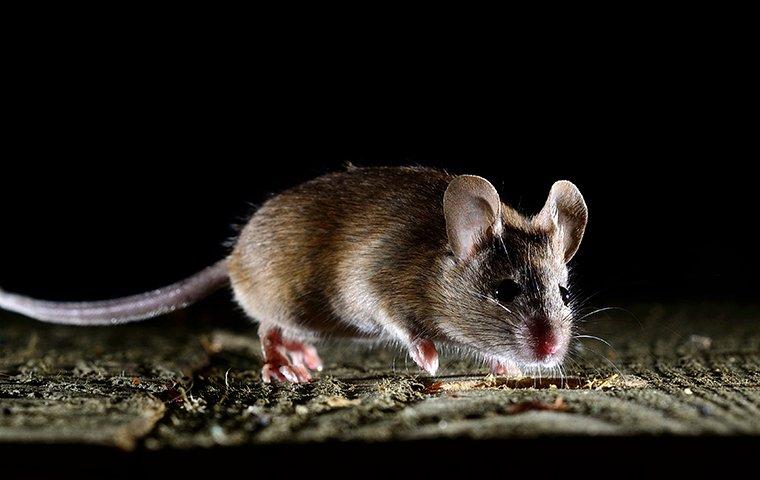 mouse walking on wooden floor at night