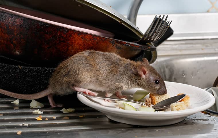 a rat crawling on a plate inside of an aspen colorado kitchen