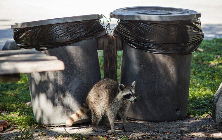 raccoon near trash cans