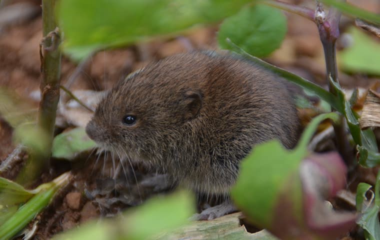 vole up close in the woods