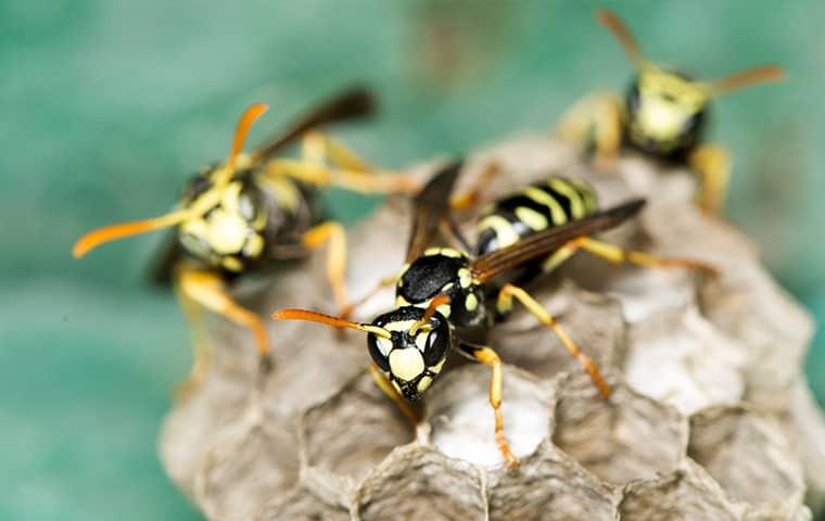 wasps on wasp nest