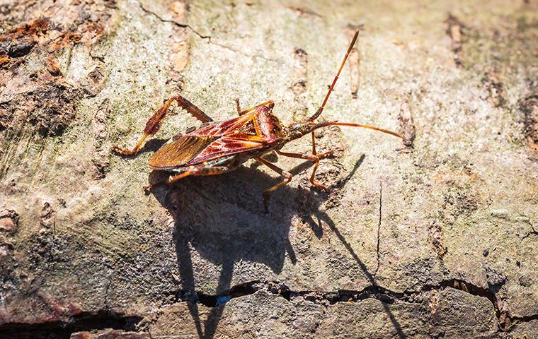 western conifer seed bug on stone