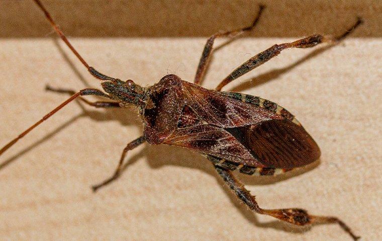 a conifer seed bug in a house