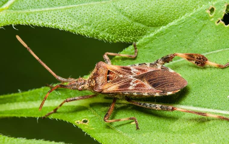 a western conifer seed bug crawling along a vibrant green leaf outside of a colorado home