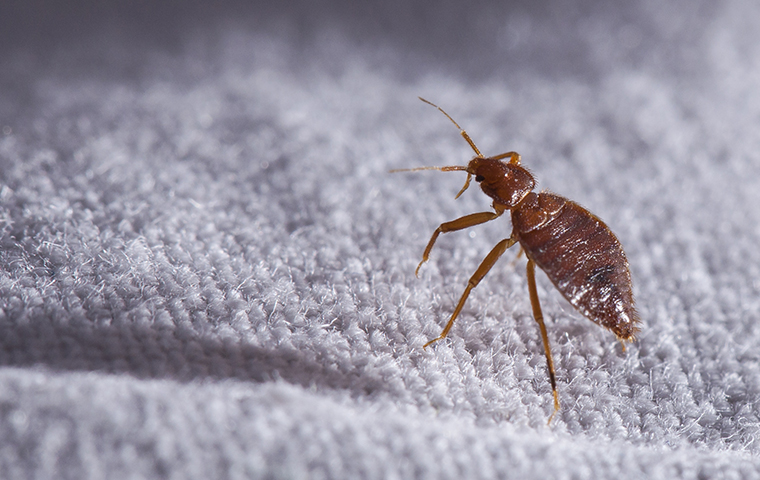 a bed bug up close crawling on sheets in vail colorado