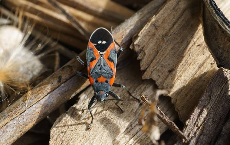 a box elder bug outside a home in rifle colorado
