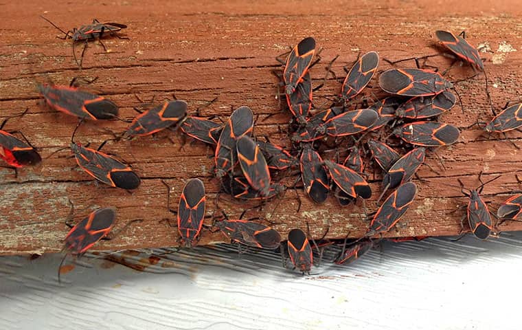 RAM Wildlife & Pest Management | A Guide To Box Elder Bugs In Vail, CO