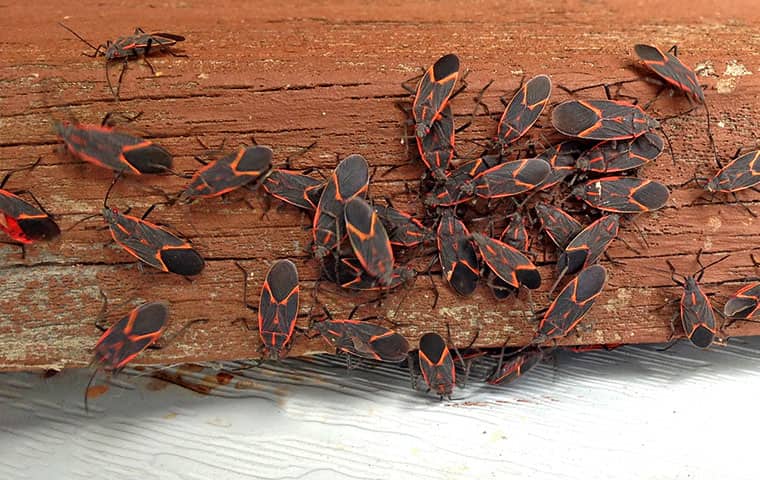 many box elder bugs on a porch in parachute colorado