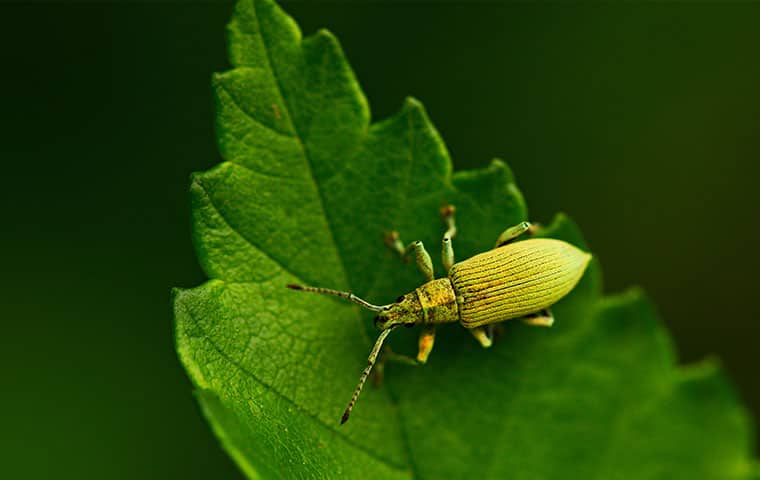 an elm beetle on a plant in silt colorado