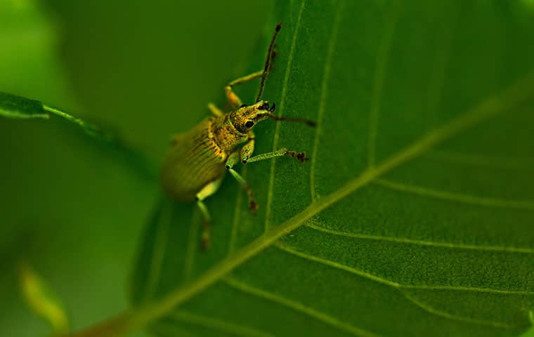 an elm beetle on a plant outside a home in rifle colorado