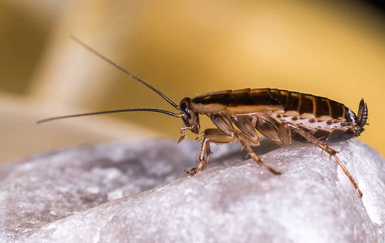 a german roach inside of a home in new castle colorado