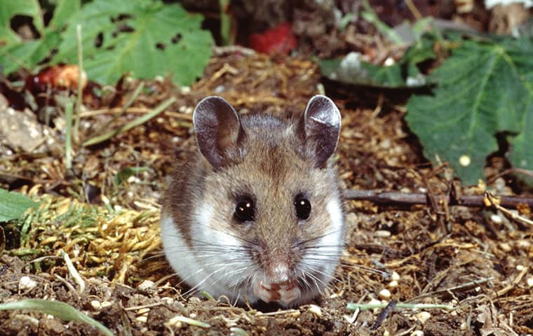 a mouse outside of a home in avon colorado