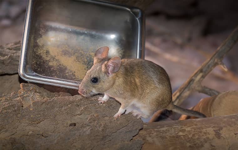 a pack rat in a kitchen in vail colorado