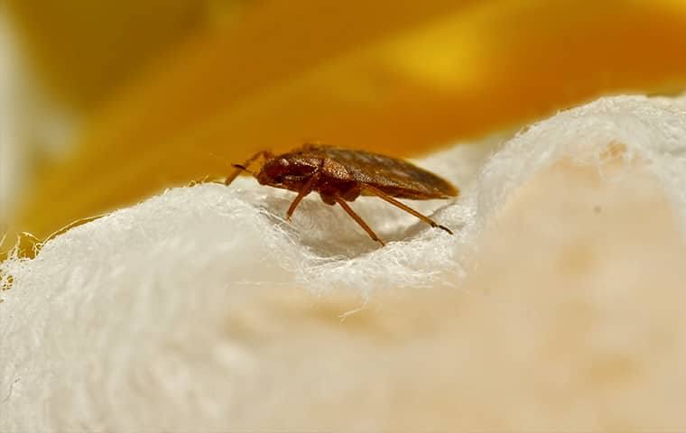 a bed bug crawling on fabric inside a home in eagle colorado