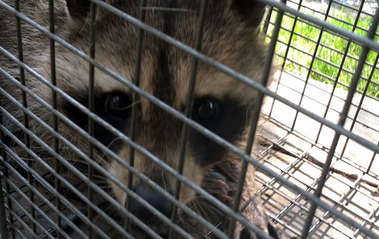 a raccoon trapped in a cage outside of a vail colorado home