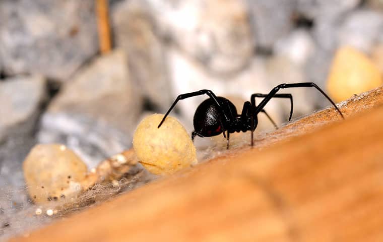 a black widow spider nesting at a home in basalt colorado