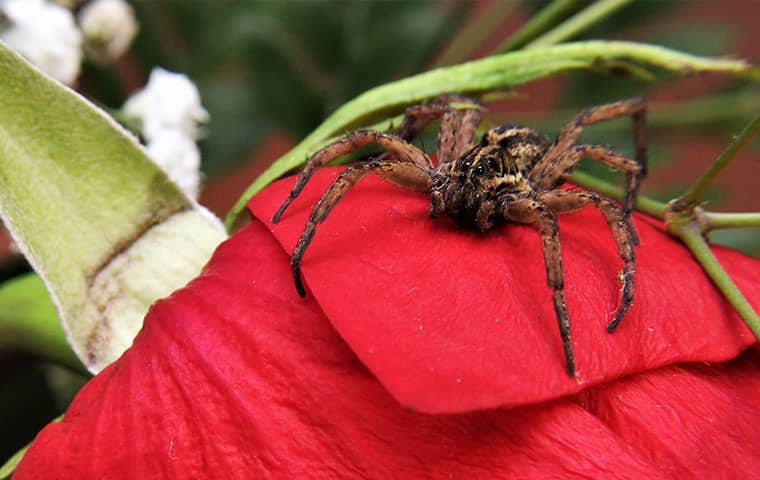 a spider on a flower outside of a home in aspen colorado