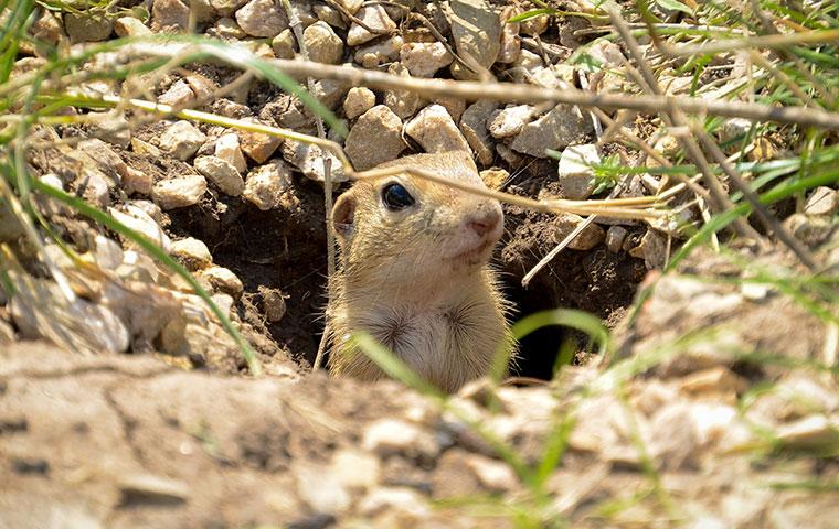 a tiny gopher peaking out of a hole in the ground