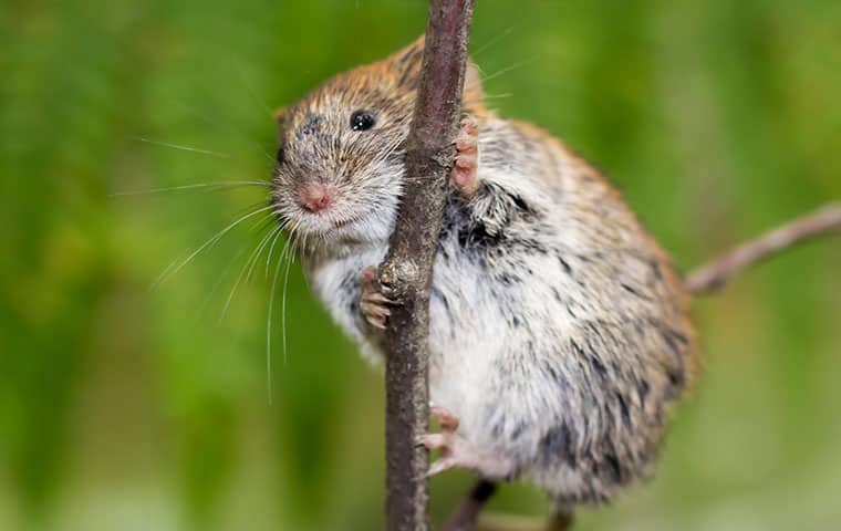 RAM Wildlife & Pest Management | A Guide To Voles In Vail, Colorado