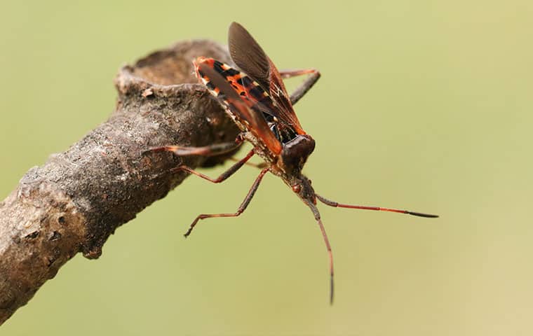 a western conifer seed bug outside a home in edwards colorado