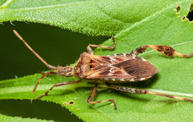 a western conifer seed bug on a plant outside a home in vail colorado