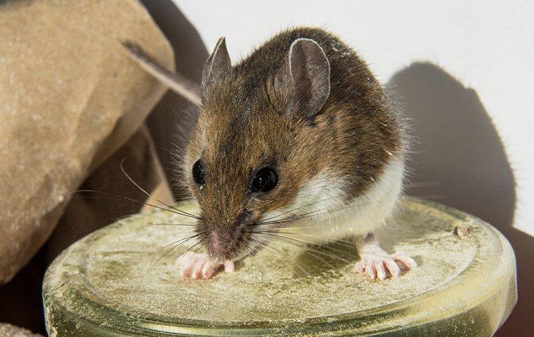 a house mouse on a jar in a cabinet