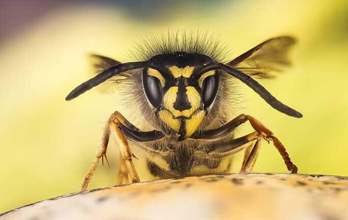 close up view of wasp head
