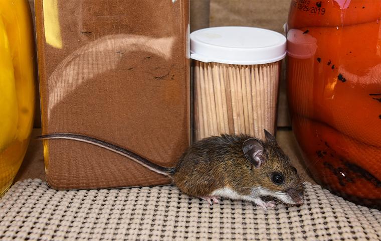 Mouse Prevention - How to Keep Mice Away