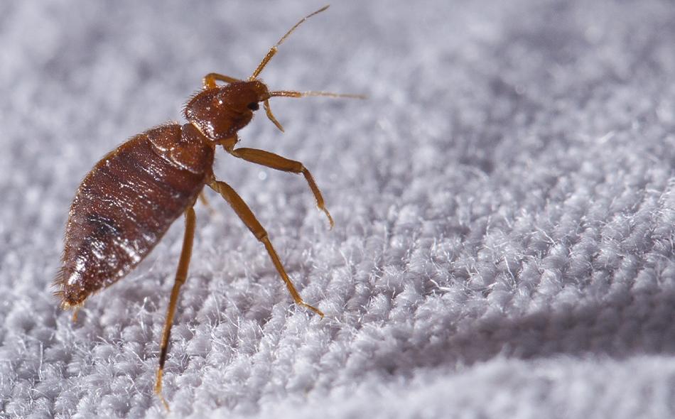 bedbug on a mattress