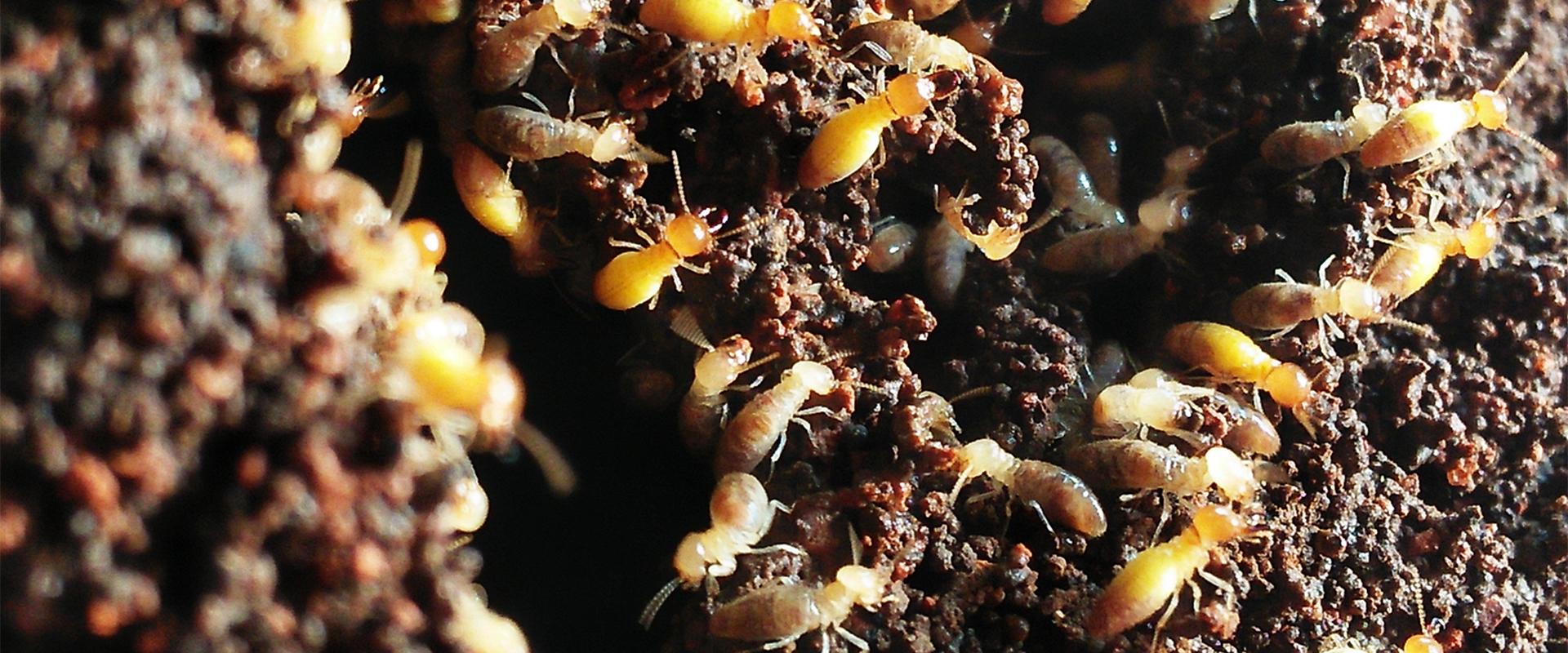 termites in a mound
