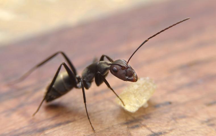 Ants Identification | Rescue 1 Pest & Termite Control