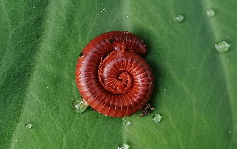 a centipede on a leaf